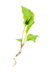 Horseradish (Cochlearia armoracia)