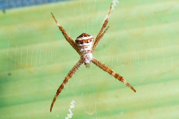 common garden spider