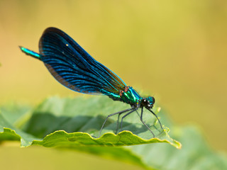 Damselfly on a leaf