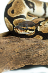 Ball Python close up