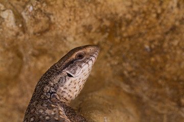Varanus exanthematicus, savannah monitor lizards