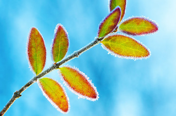 Bunte Blätter mit Eiskristallen - Colorful Leaves frosted