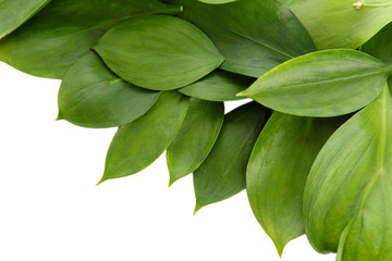 Fototapeta premium beautiful green leaves, isolated on white