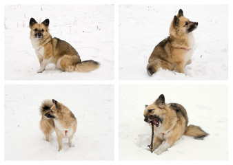 Fototapeta na wymiar set with young dog in the snow