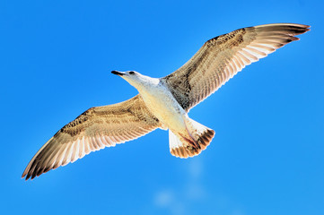 Seagull flying on blue sky