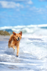 Young golden retriever running on the beach