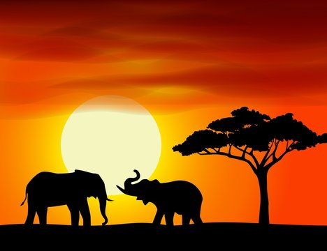 Africa landscape background with elephant