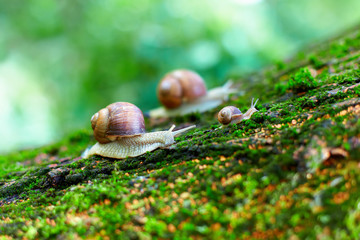 group of snails climbing up on a tree