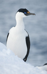 Fototapeta na wymiar Antarctic blue-eyed shags.