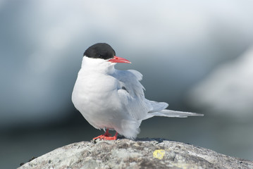 Antarctic tern sitting on a rock.