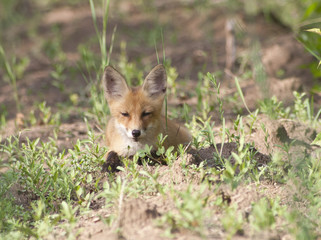 Naklejka na ściany i meble Fox cub lying on the forest trail.