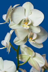 Orchid flower