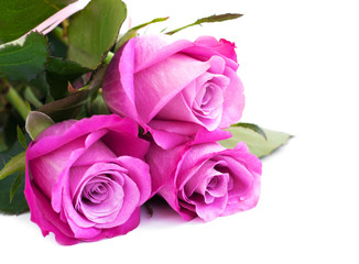 Pink roses on white