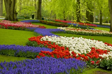 Fotobehang spring flowers in holland garden © neirfy