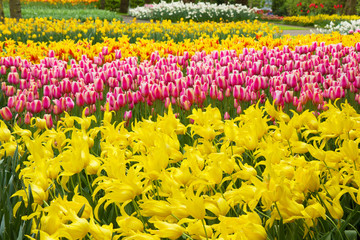 dutch tulips field