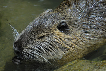 Portrait einer Biberratte oder Nutria