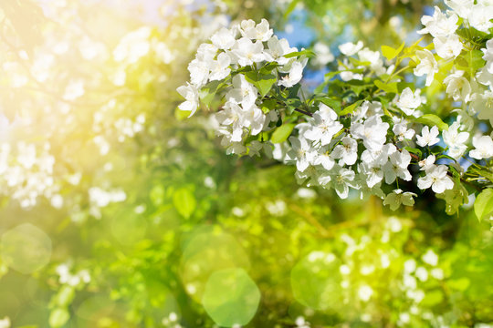 Flowers of apple tree in sunny day