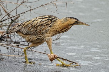Tarabuso sul ghiaccio