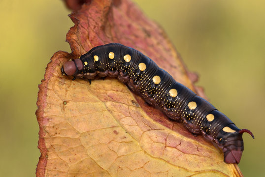 The Hawk Moth Caterpillar