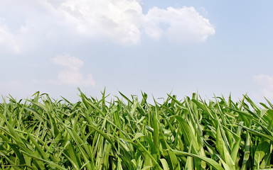Obraz premium Growing corn.