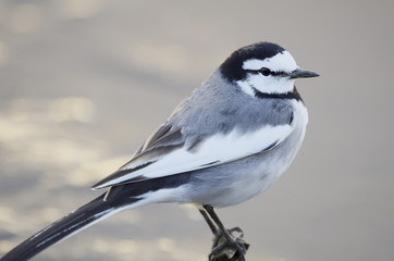 Fototapeta premium pied wagtail