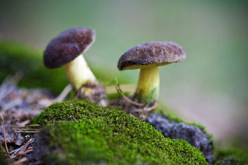 Two Mushrooms in the moss