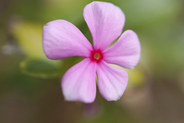Pink Flower
