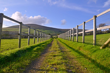 Fototapeta na wymiar Straight Road between fenced fields