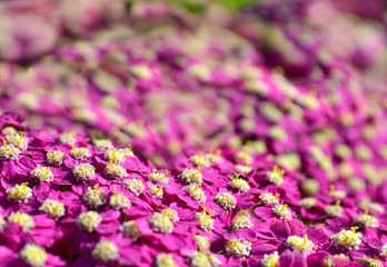 Obraz premium Little purple flower bush