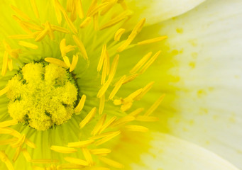 Obraz premium Yellow Poppy Flower Macro Close-up