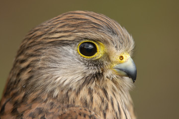 Portret van een Torenvalk