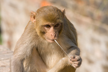Monkey and chewing gum, India