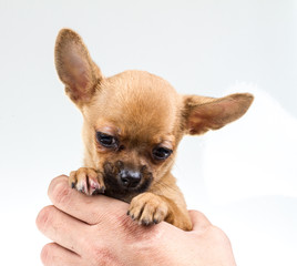 expressive portrait Chihuahua puppy