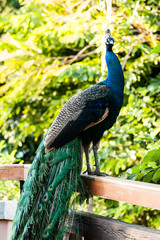 peacock in nightsafari chiangmai Thailand