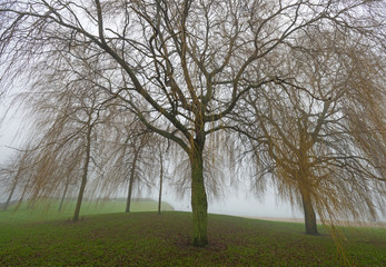 Fototapeta premium Trees in a park in foggy weather