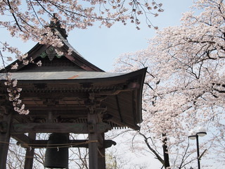 桜と鐘つき堂