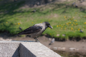 crow with food