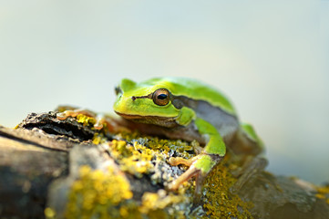 Frog