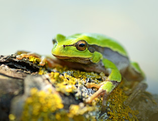 Frog