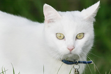 schöne weisse Katze