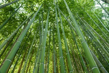 Papier Peint photo Bambou Fond de forêt de bambou