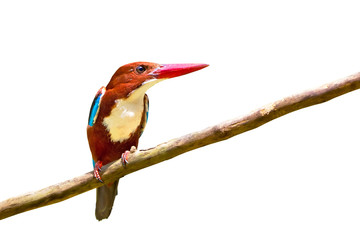 White-throated Kingfisher bird isolated on white