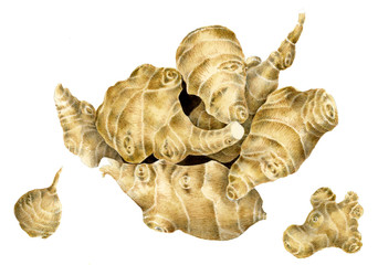 Helianthus tuberosus - topinambur