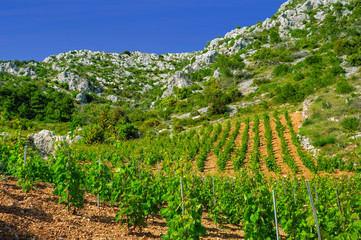 Naklejka premium Vineyards,southern coast of Hvar island,Sveta Nedjelja,Croatia