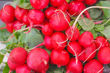 Radish vegetables
