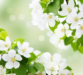 Fototapeta na wymiar Wiosna kwiat wiśni