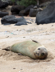 Naklejka premium Monk Seal, Hawaii