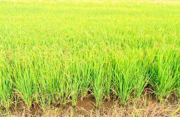 Green paddy field