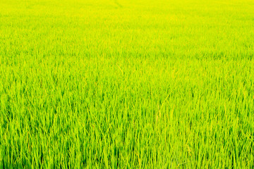 Green paddy field