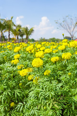 Obraz premium Plenty of Marigold flower (Tagetes erecta L.) is blooming